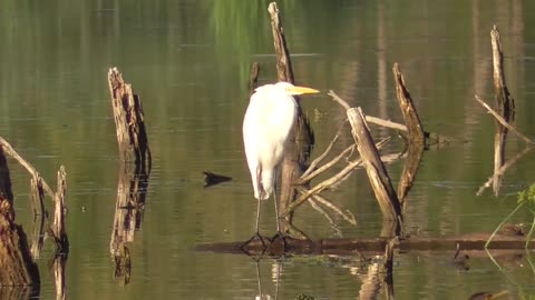 244 Toussaint Wildlife - Oak Harbor Ohio - Missed Cormorant