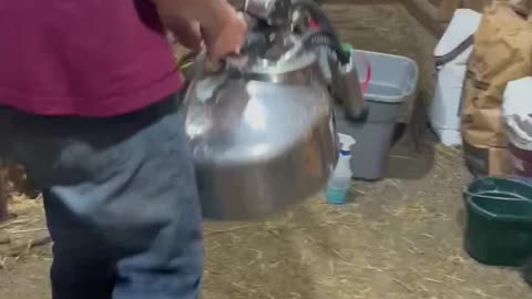 How to milk a cow part 5 of 7