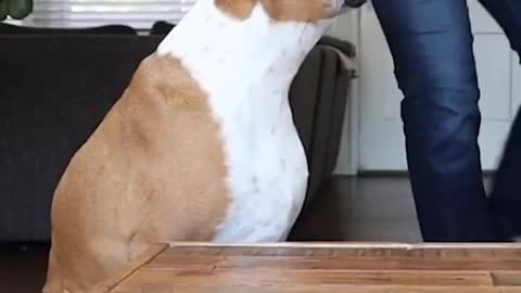 Cute Blind Dog Reaction to Food 2021