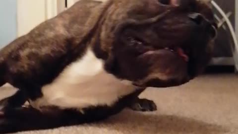 French Bulldog Has Too Much Energy during Playtime
