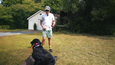 HOW TO TRAIN MY DOGS COMPLETELY OFF LEASH!
