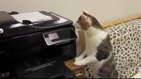 Officer Cats Working in the Office