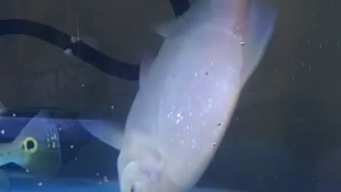 Feeding an albino Pacu