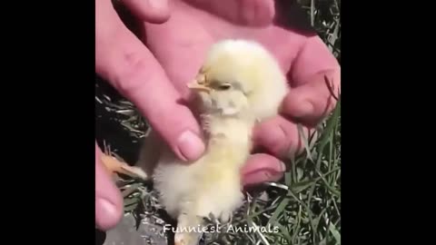 Cute Baby Animals Videos Compilation | Funny and Cute Moment of the Animals #19 - Cutest Animals