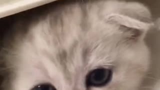 Funny cat#funnyvideo