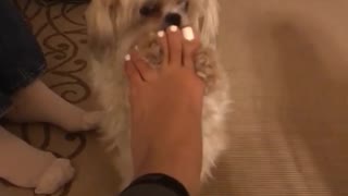 White dog licking owners feet