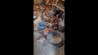 Teaching Pullets Manners