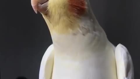Cockatiel_Best_Singing_and__Talking_Companion_in_the_World___Cockatiel_Singing__training_video