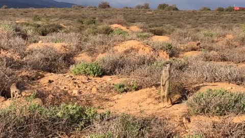 Meerkat Adventure