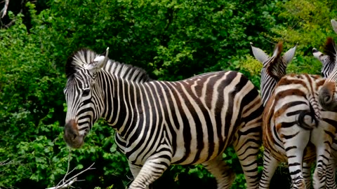 Zebra animal strip