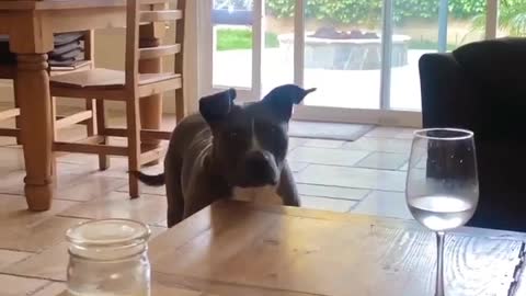 Watch how this dog reacts when everybody starts whistling