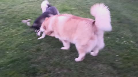 Avalanche courting Luna (they love each other) Malamutes