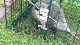 Caught a possum