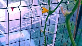 Greenhouse Update