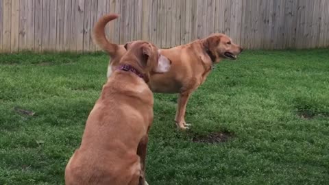 One brown dog howls to sirens while other brown dog stands staring at nothing