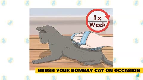 Taking Care of Your BomBay Cat How to Care for Your Cat