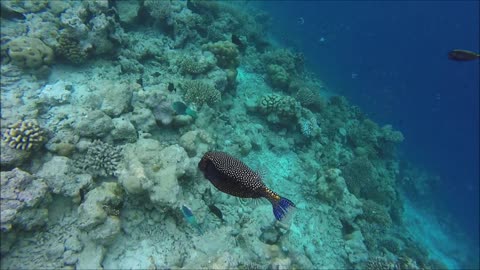 Maldives Short Snorkeling video Part 28