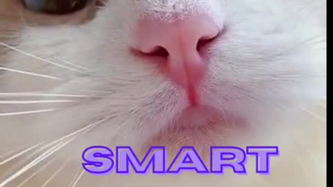 smart cute cat