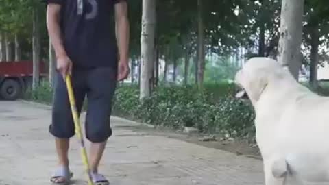 DOG SAVE BLIND MAN LIFE 😚😚😗 #SHOTS #DOGSAVE #YOUTUBESHOTS