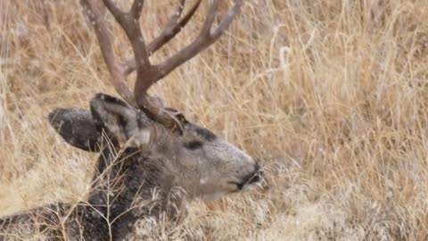 Slow Motion Shot Mule Deer Bucks Bedded Down During The Winter Blizzard