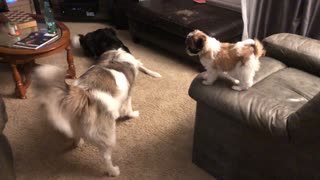 Dogs Play with Puppy