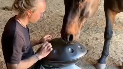 When the man is playing handpan drum the horse is enjoying