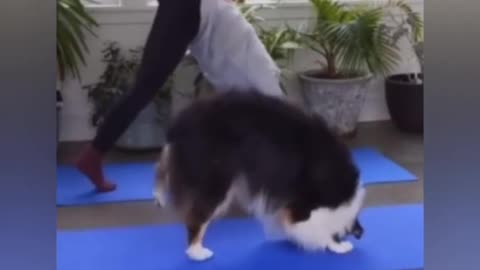 This Cute Yoga Dog Imitating His Owner