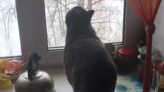 Clever cat has seen a Ghost where there is none purrs