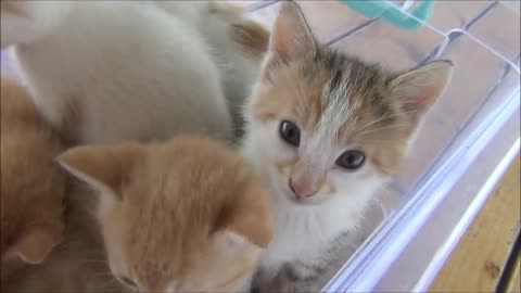 Kittens meowing too much cuteness