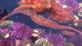 DID U KNOW THE LARGEST PACIFIC OCTOPUS EVER FOUND WAS 30 FT ACROSS AND WEIGHED OVER 600 LBS?