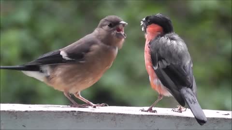 Bullfinch birds singing and kisses