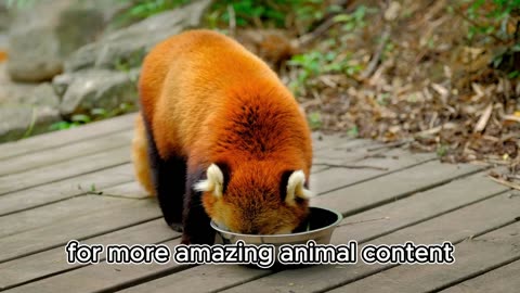 Red Panda: The Cutest Endangered Species We Must Save