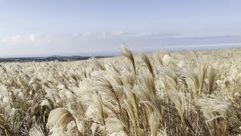 Reed field in jeju island