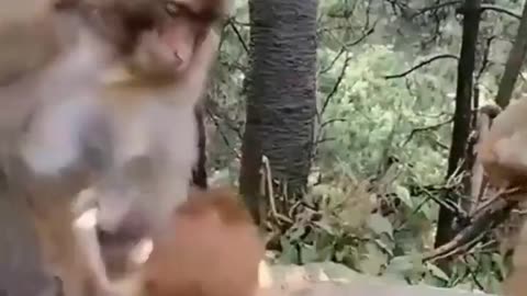 Monkey funny video