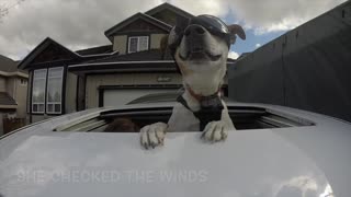 Dog uses sunroof to enjoy car ride