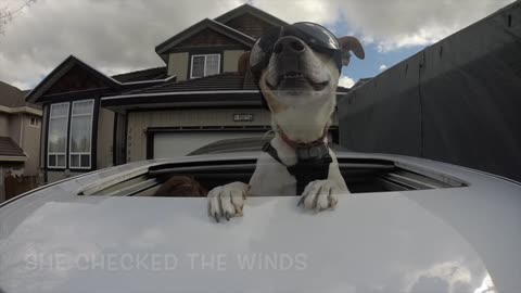 Dog uses sunroof to enjoy car ride