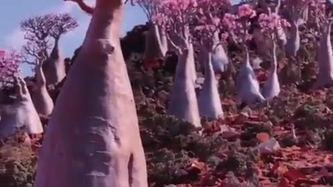 Desert Rose Trees