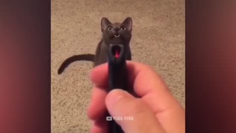 Animals Vs Laser Pointer - Funny Pet Reaction | Purr Purr