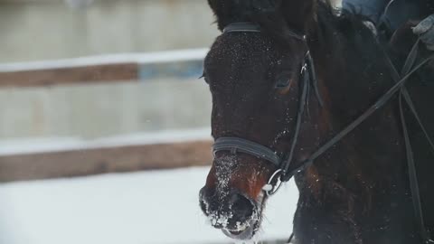 Equestrian sport - a horse with rider walking in snowy field during snawfall