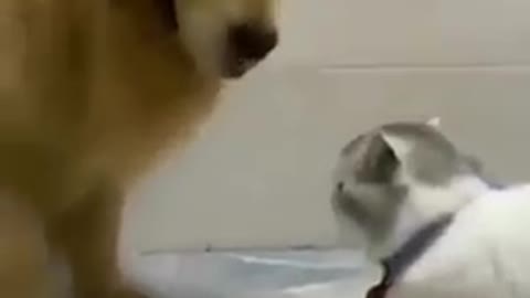 Cat and dog funny video