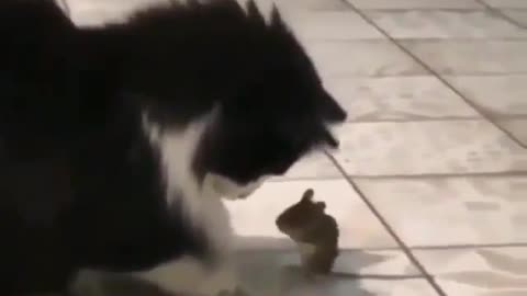 Cat and mouse playing like kids