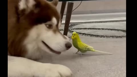 a dog and a parakeet have fun 🐶🐦