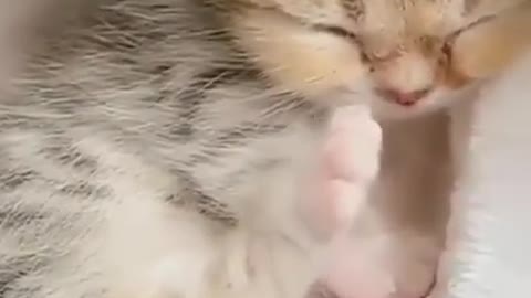 Cute cat showing love to his owner
