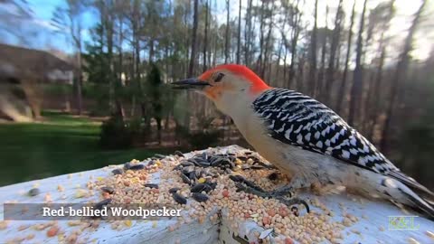 Red Bellied Woodpecker - House Finch