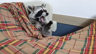 Raccoon wakes up from his sleep and yawns.