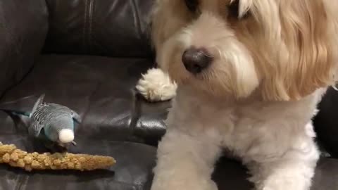 Unlikely friends enjoy a tasty treat together