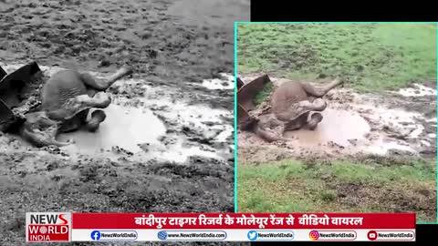 Elephant Stuck in Mud Puddle, Rescued Elephant Viral Video _ Bandipur Tiger Reserve_News world india