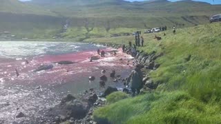 Video 2 - 8 Pilot whales killed in Faroe Islands Bloodsport - August 19, 2023