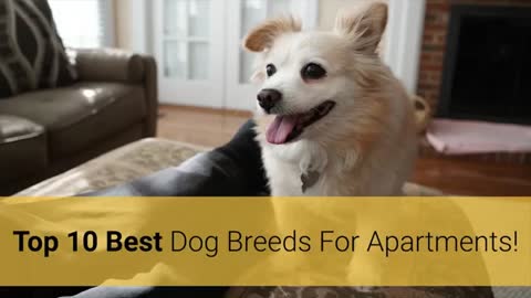 Dog For Apartment Top 10 Best Dog For Apartment