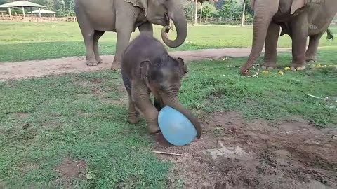 Cute and Funny elephant